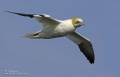 Gannet 280407